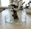 Thumbnail: FIG. 1 Refer to the following caption and surrounding text.