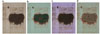 Thumbnail: FIG. 1 Refer to the following caption and surrounding text.