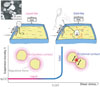 Thumbnail: FIG. 2 Refer to the following caption and surrounding text.
